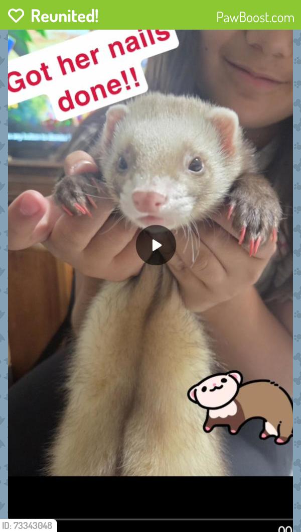 Reunited Female Ferret last seen Stewart Rd and Business 83, Mission, TX 78572