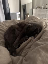 Reunited Male Cat last seen 128th ST SE & 130th ST SE by Shawn O’Donnell, Everett, WA 98208
