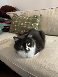 Reunited Male Cat last seen 14th ave & E Denny, Seattle, WA 98122