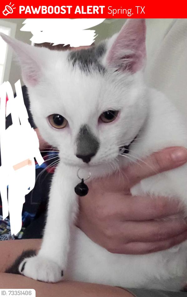 Lost Male Cat last seen Rayford and 45, Spring, TX 77386