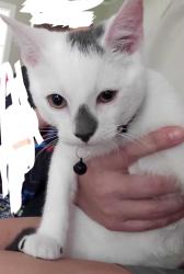 Lost Male Cat last seen Rayford and 45, Spring, TX 77386
