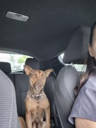 Found/Stray Female Dog last seen Near and Us1, Florida City, FL 33034