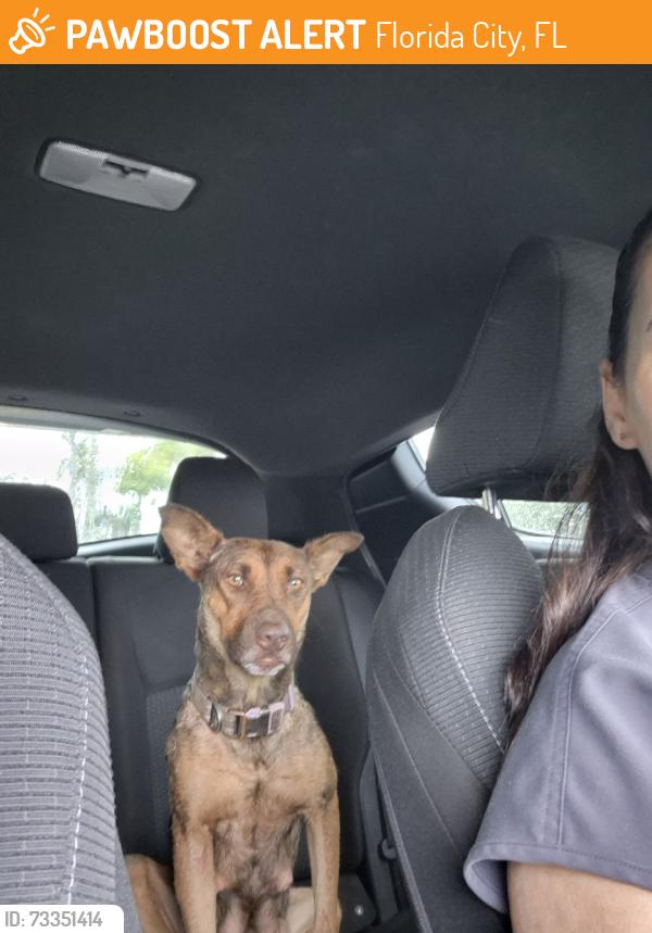 Found/Stray Female Dog last seen Near and Us1, Florida City, FL 33034
