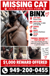 Lost Male Cat last seen Pavion Park, Mission Viejo, CA 92692