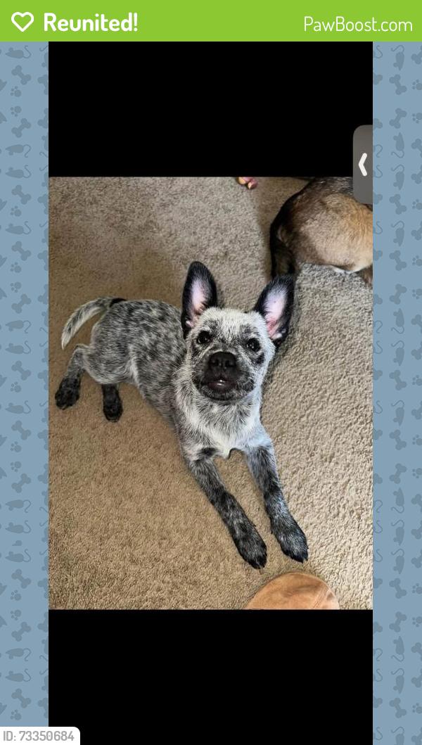 Reunited Female Dog last seen Gretna, Gretna, LA 70053
