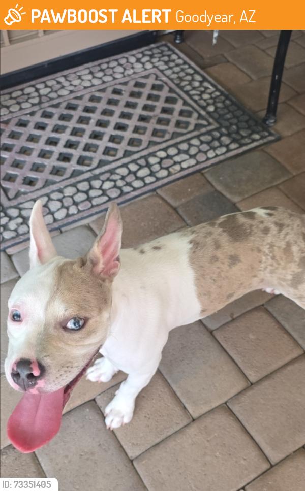Found/Stray Female Dog last seen Sarival ave. and Portland st, Goodyear, AZ 85338