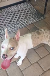 Found/Stray Female Dog last seen Sarival ave. and Portland st, Goodyear, AZ 85338