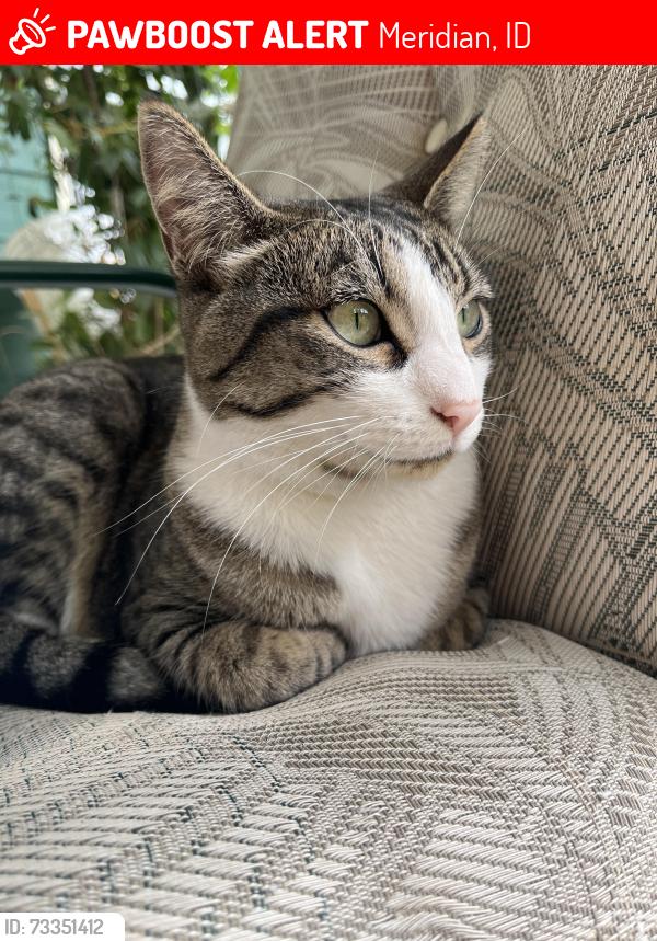 Lost Female Cat last seen West Elias street, Meridian, ID 83642
