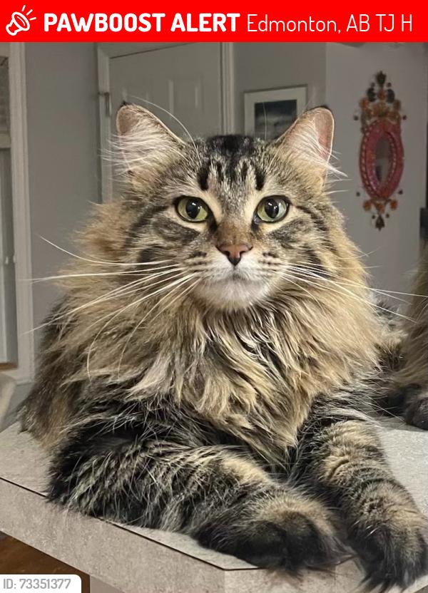 Lost Female Cat last seen Royal Gardens near Harry Ainslay high school, Edmonton, AB T6J 1H7