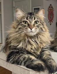 Lost Female Cat last seen Royal Gardens near Harry Ainslay high school, Edmonton, AB T6J 1H7