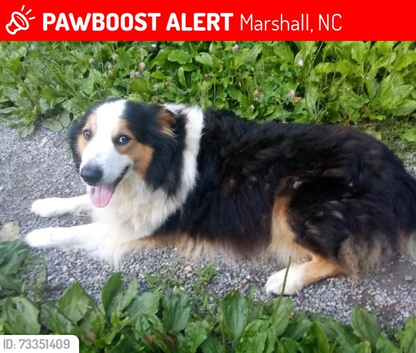 Lost Male Dog last seen Lower Brush Creek, Ledford & Crane, Marshall, NC 28753