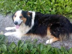 Lost Male Dog last seen Lower Brush Creek, Ledford & Crane, Marshall, NC 28753
