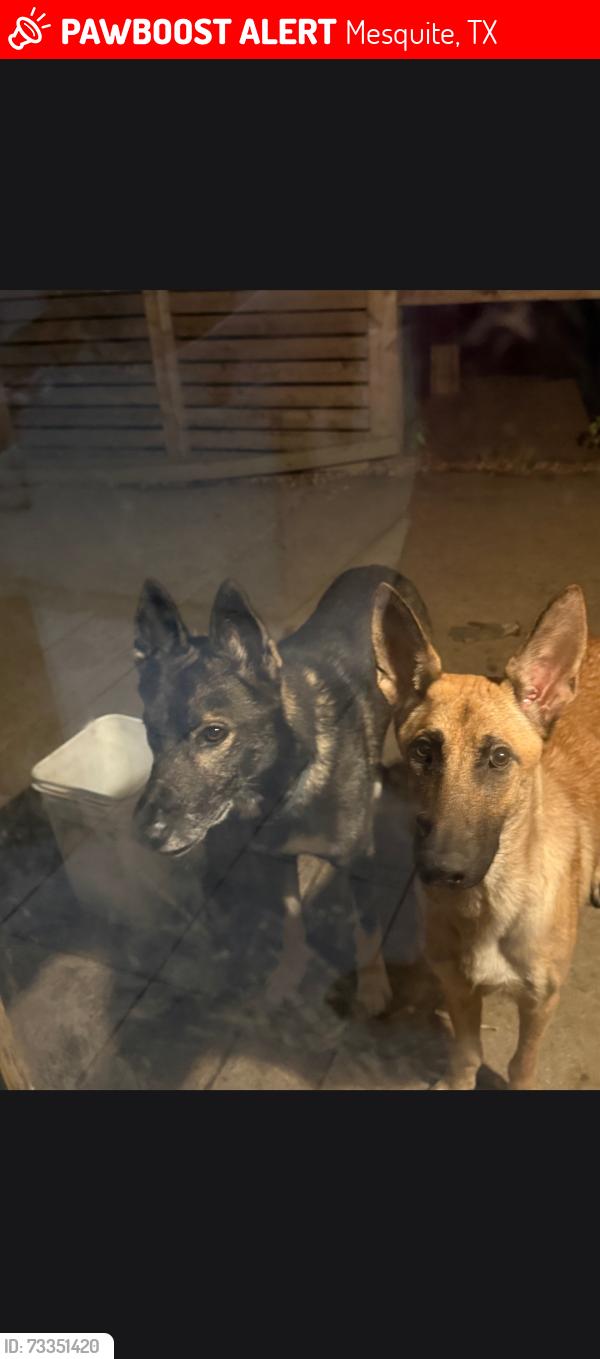 Lost Female Dog last seen Near willoglend dr mesquite tx 85150, Mesquite, TX 75150