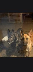 Lost Female Dog last seen Near willoglend dr mesquite tx 85150, Mesquite, TX 75150