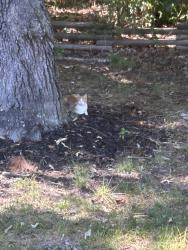Found/Stray Unknown Cat last seen Cascade Creek Place /Cascade Creek Lane, Chesterfield County, VA 23832