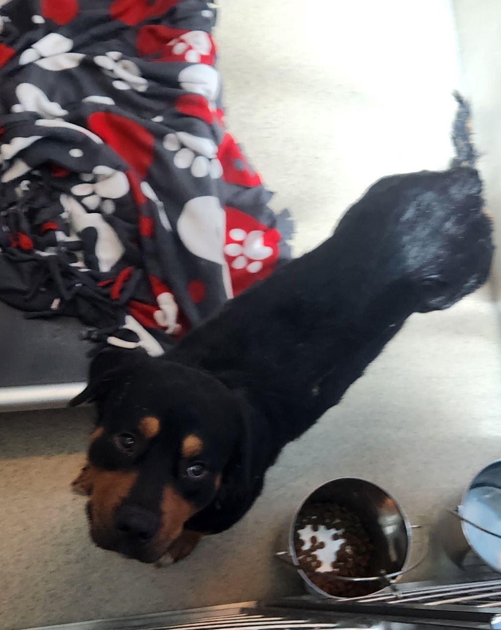 Shelter Stray Male Dog last seen Near S Merrimack, PONTIAC, MI, 48342, 1200 N Telegraph Building 42E, Pontiac, MI 48340, USA