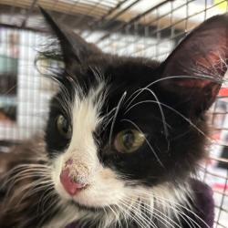 Shelter Stray Female Cat last seen Near SE 7th Street, DES MOINES, IA, 50309, Des Moines, IA 50313