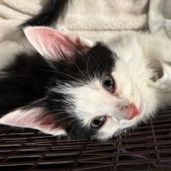 Shelter Stray Unknown Cat last seen Near SE 7th Street, DES MOINES, IA, 50309, Des Moines, IA 50313