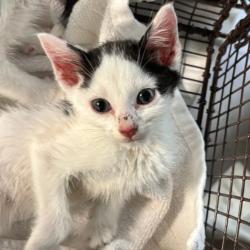 Shelter Stray Unknown Cat last seen Near SE 7th Street, DES MOINES, IA, 50309, Des Moines, IA 50313
