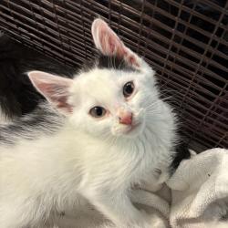 Shelter Stray Unknown Cat last seen Near SE 7th Street, DES MOINES, IA, 50309, Des Moines, IA 50313