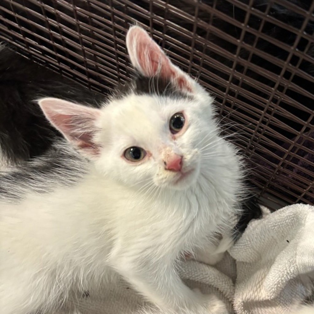 Shelter Stray Unknown Cat last seen Near SE 7th Street, DES MOINES, IA, 50309, Des Moines, IA 50313