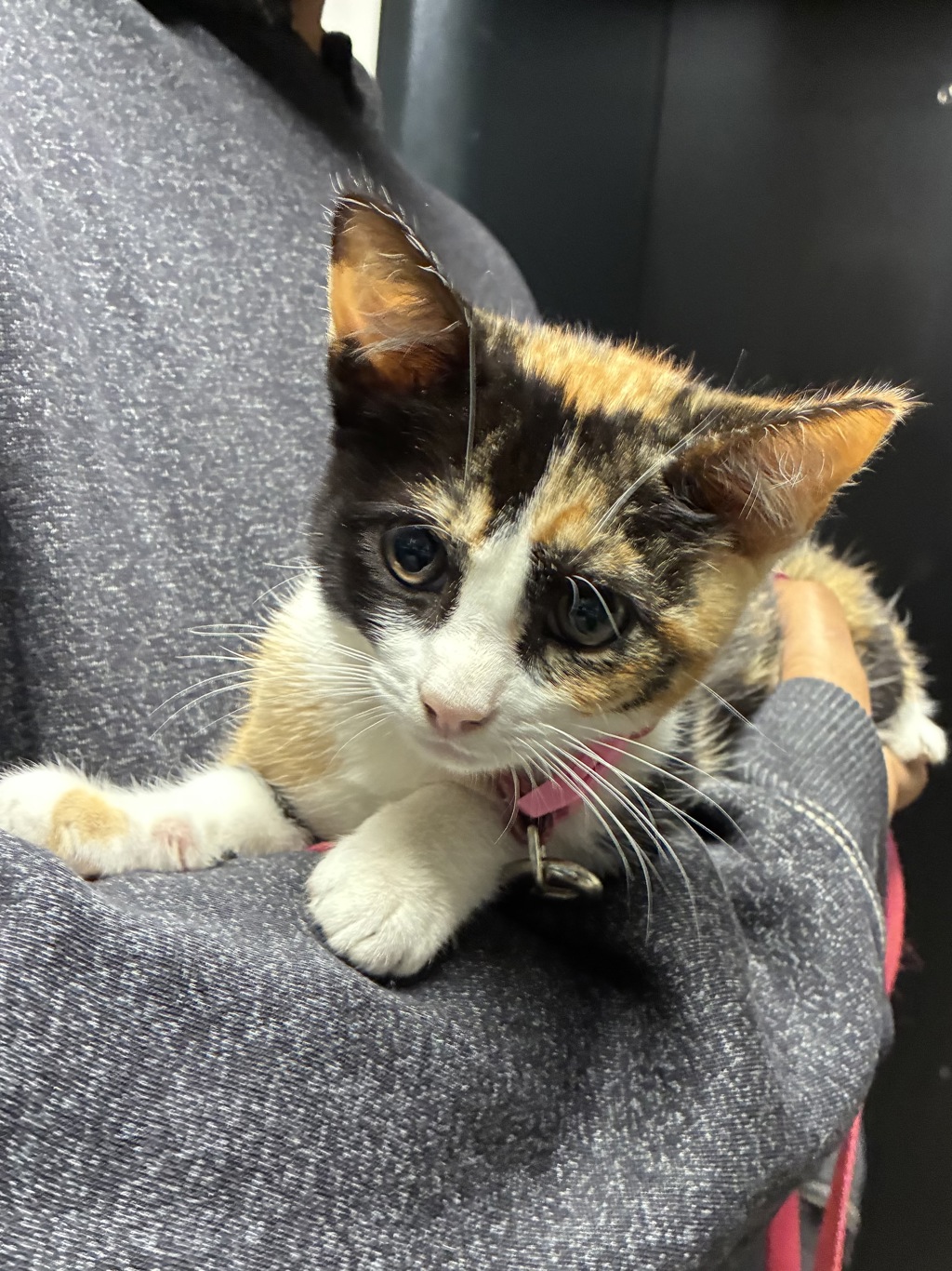 Shelter Stray Female Cat last seen SW 2nd/Main, 1700 W Historic Columbia River Hwy, Troutdale, OR 97060, USA
