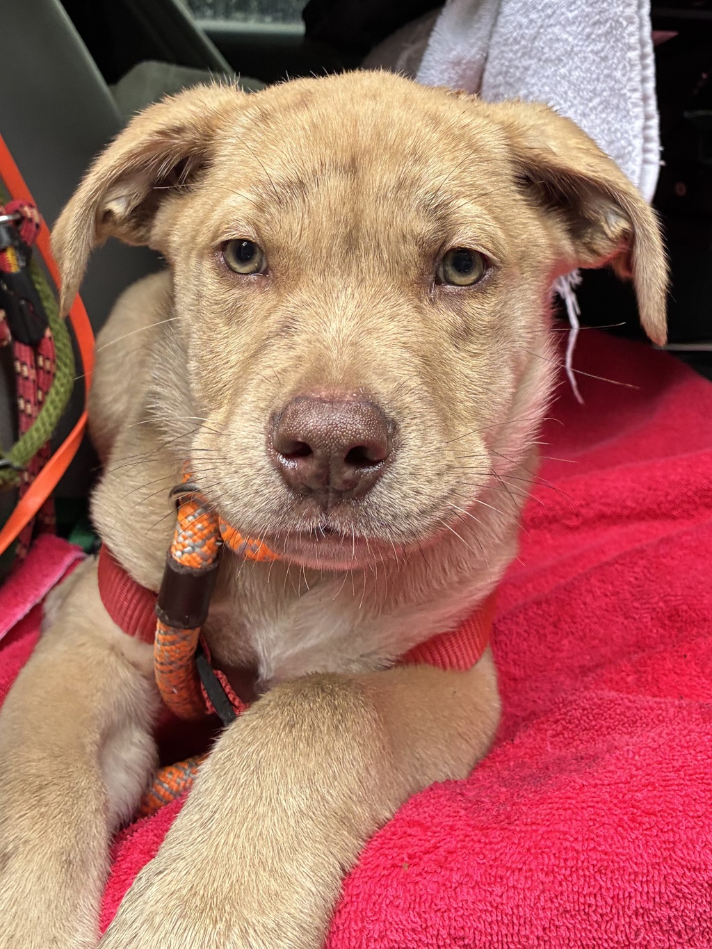 Shelter Stray Male Dog last seen SW 2nd/Main, 1700 W Historic Columbia River Hwy, Troutdale, OR 97060, USA