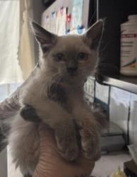 Shelter Stray Female Cat last seen Near S Clover Meadow Drive, MURRAY CITY, UT, 84123, 511 W 3900 S, Salt Lake City, UT 84123, USA