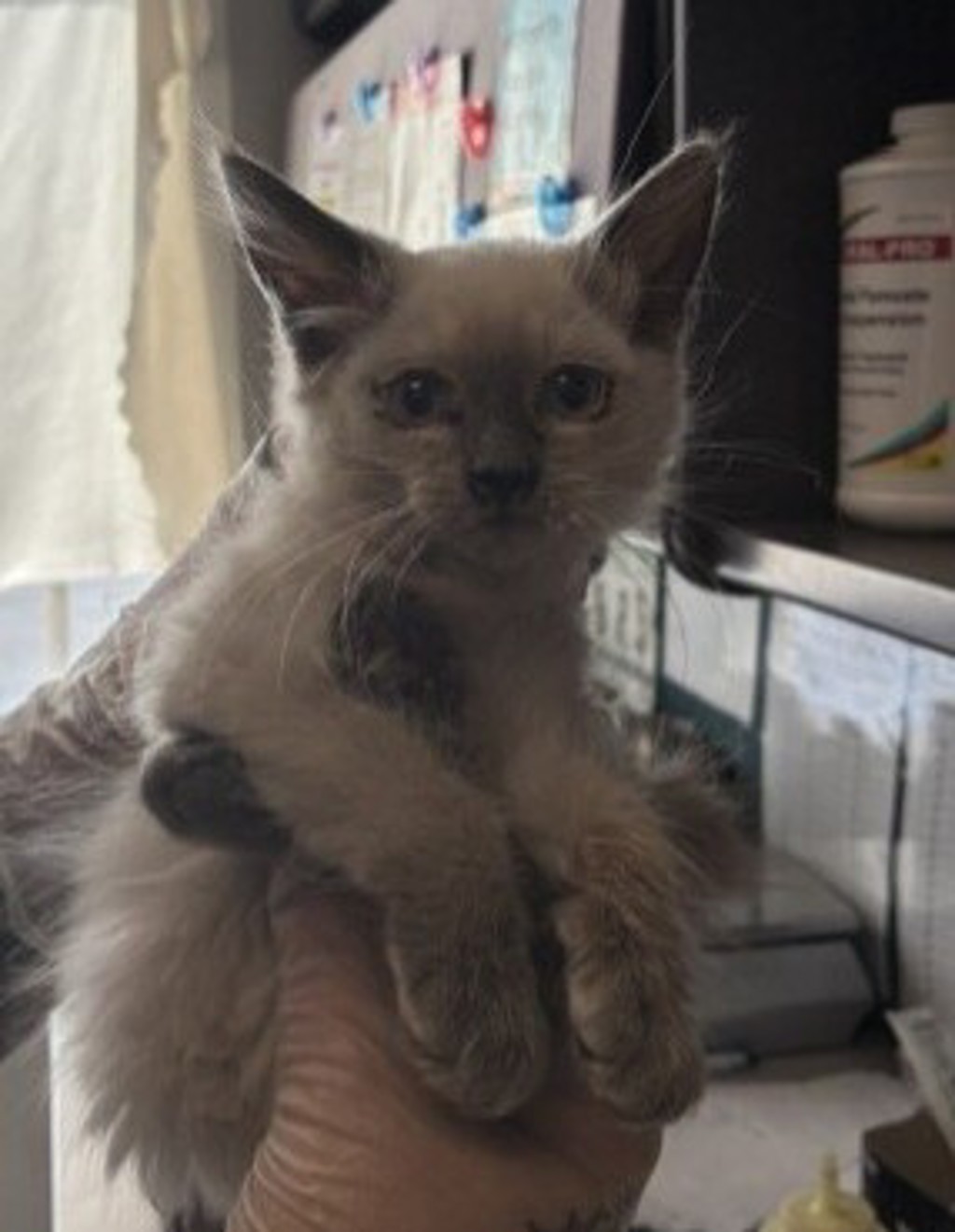 Shelter Stray Female Cat last seen Near S Clover Meadow Drive, MURRAY CITY, UT, 84123, 511 W 3900 S, Salt Lake City, UT 84123, USA