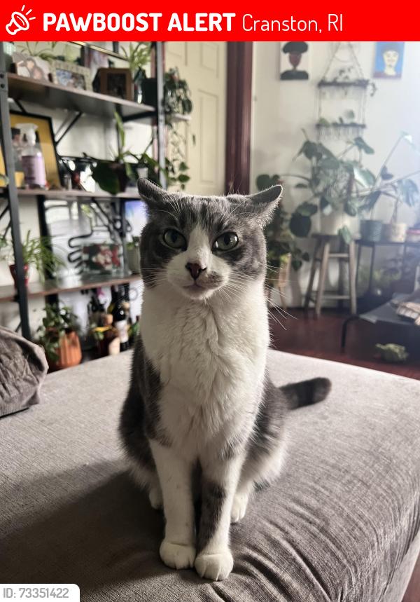 Lost Male Cat last seen Cranston st, Cranston, RI 02920