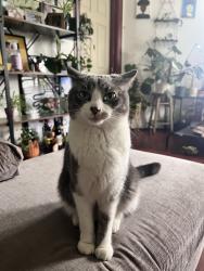 Lost Male Cat last seen Cranston st, Cranston, RI 02920