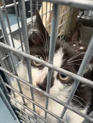 Shelter Stray Female Cat last seen Near Sheffield Avenue, BROOKLYN, NY, 11207, 326 E 110th St, New York, NY 10029, USA