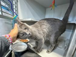 Shelter Stray Male Cat last seen Apt 212,1223 White Plains Road, BRONX, NY, 10472, 326 E 110th St, New York, NY 10029, USA