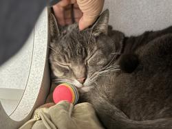 Shelter Stray Male Cat last seen Near Broadway, NEW YORK, NY, 10034, 326 E 110th St, New York, NY 10029, USA
