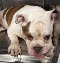 Shelter Stray Male Dog last seen Apt 4B,216 W 149 Street, NEW YORK, NY, 10039, 326 E 110th St, New York, NY 10029, USA