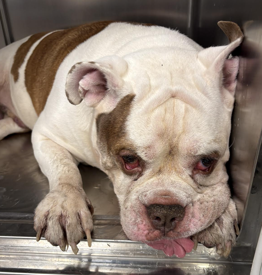 Shelter Stray Male Dog last seen Apt 4B,216 W 149 Street, NEW YORK, NY, 10039, 326 E 110th St, New York, NY 10029, USA