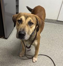 Shelter Stray Male Dog last seen Pala Tribal PD, Pala, CA, 92059, Escondido, CA 92027, USA