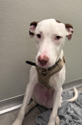 Shelter Stray Male Dog last seen W 236 Street, BRONX, NY, 10463, 326 E 110th St, New York, NY 10029, USA