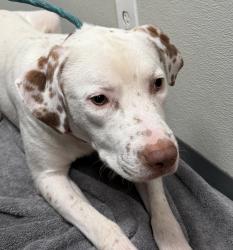 Shelter Stray Male Dog last seen Fiesta Island, San Diego, CA, 92109, 5500 Gaines St, San Diego, CA 92110, USA