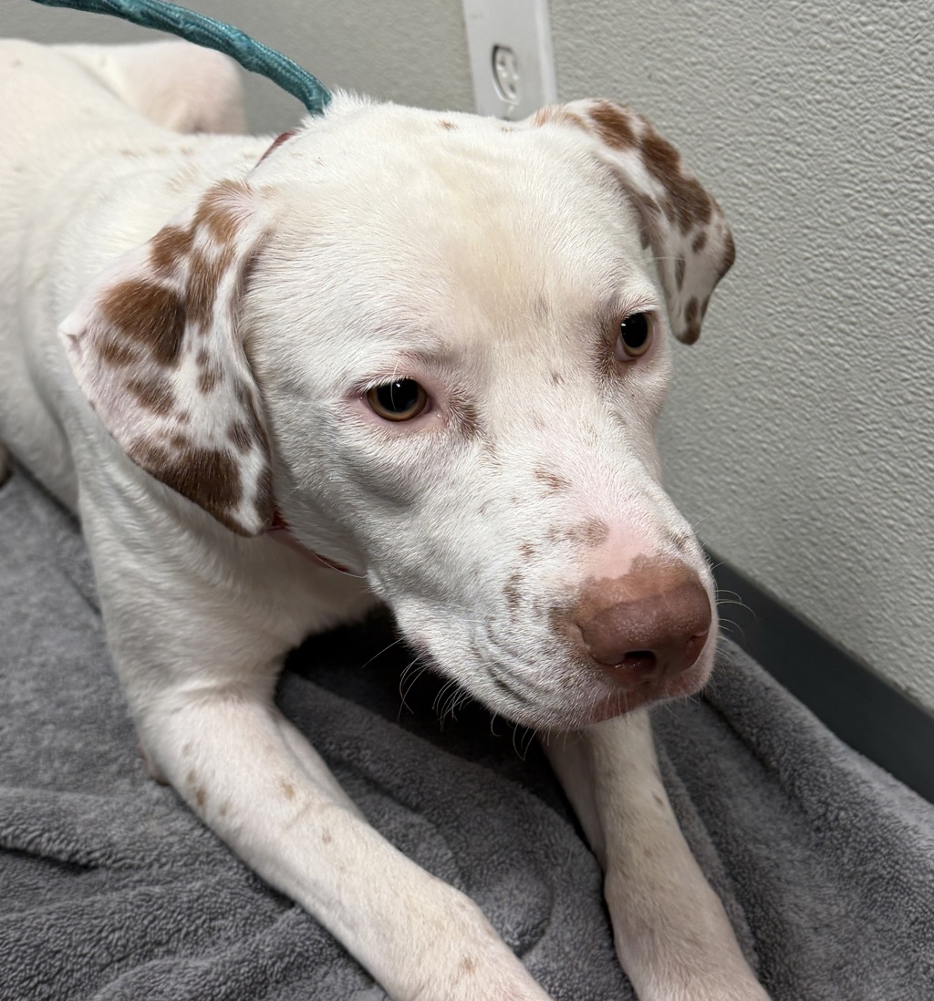 Shelter Stray Male Dog last seen Fiesta Island, San Diego, CA, 92109, 5500 Gaines St, San Diego, CA 92110, USA