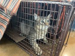 Shelter Stray Female Cat last seen Near Oltorf, AUSTIN, TX, 78741, 7201 Levander Loop bldg a, Austin, TX 78702, USA