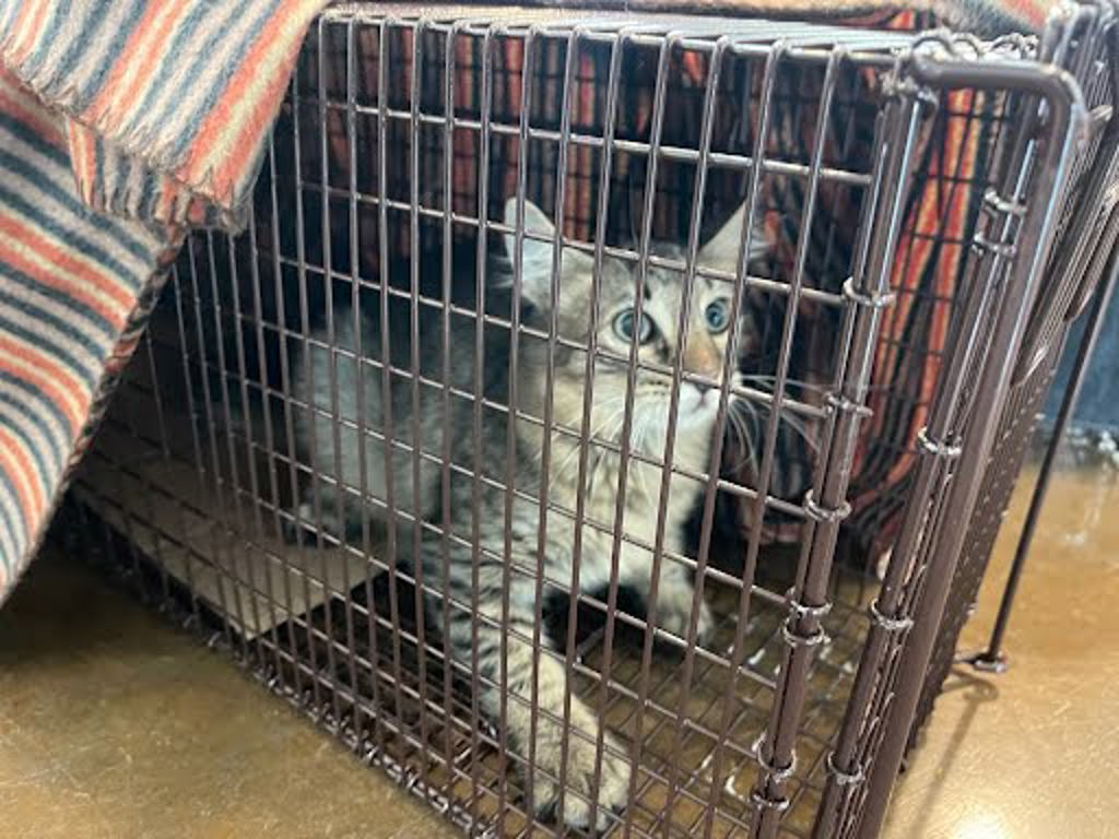 Shelter Stray Female Cat last seen Near Oltorf, AUSTIN, TX, 78741, 7201 Levander Loop bldg a, Austin, TX 78702, USA