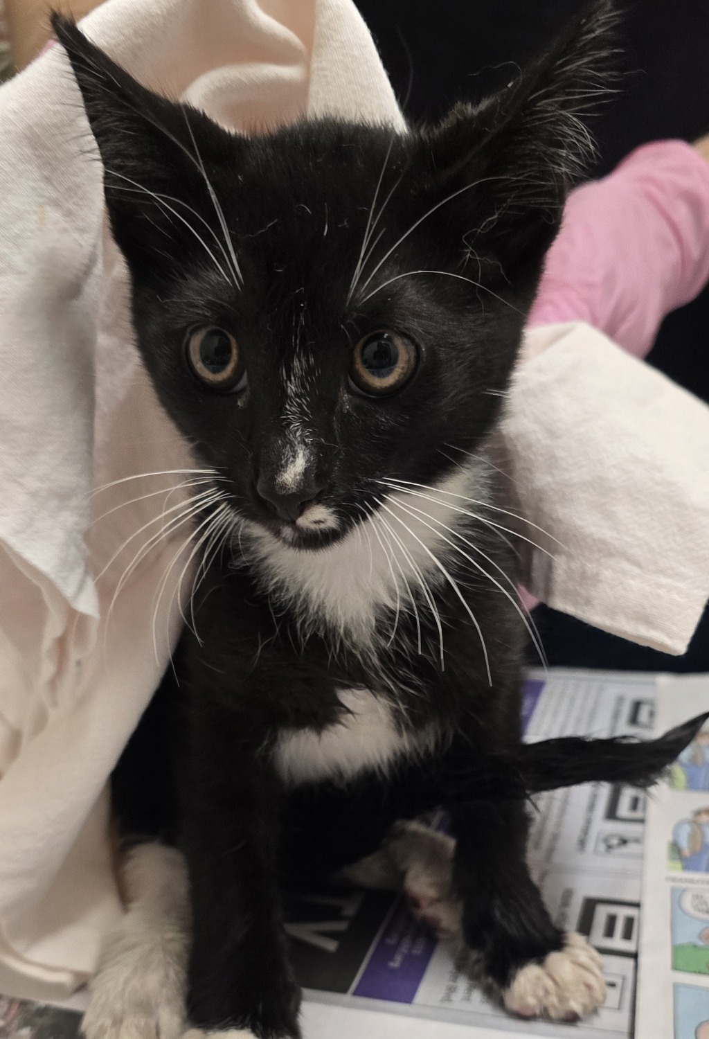Shelter Stray Male Cat last seen Near Gayneswood Way, San Diego, CA, 92139, El Cajon, CA 92020, USA