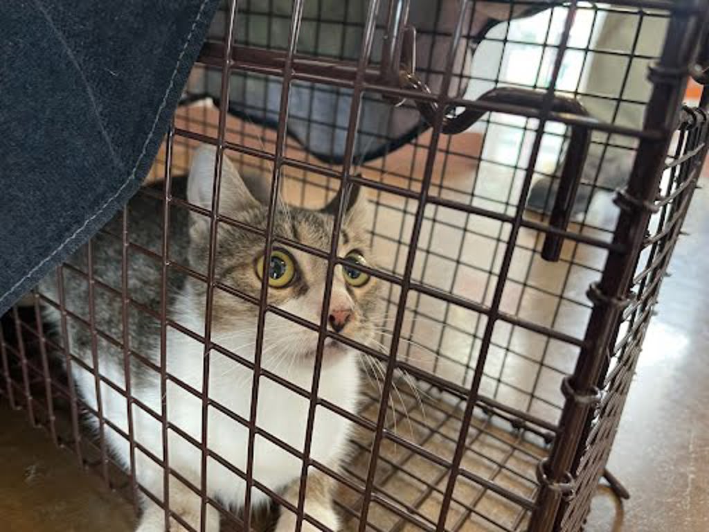 Shelter Stray Female Cat last seen Near Oltorf, AUSTIN, TX, 78741, 7201 Levander Loop bldg a, Austin, TX 78702, USA