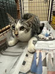 Shelter Stray Female Cat last seen Near Harvard Street, AUSTIN, TX, 78702, 7201 Levander Loop bldg a, Austin, TX 78702, USA