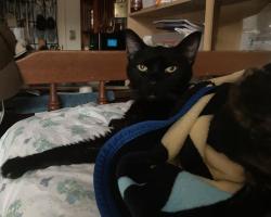 Shelter Stray Male Cat last seen Alcala Knolls Drive, San Diego, CA, 92111, 5500 Gaines St, San Diego, CA 92110, USA
