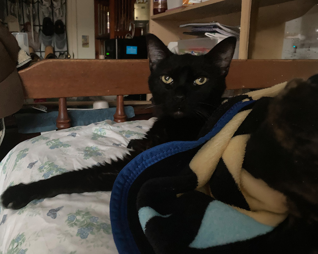 Shelter Stray Male Cat last seen Alcala Knolls Drive, San Diego, CA, 92111, 5500 Gaines St, San Diego, CA 92110, USA