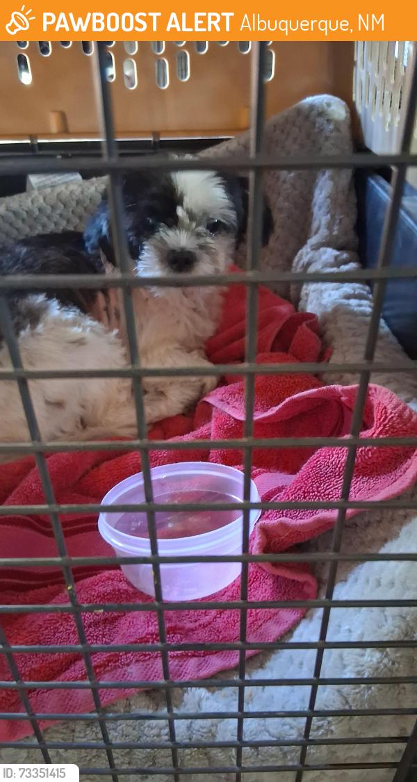 Found/Stray Female Dog last seen San Mateo & Indian School rd Ne, Albuquerque, NM 87110