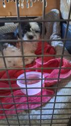 Found/Stray Female Dog last seen San Mateo & Indian School rd Ne, Albuquerque, NM 87110