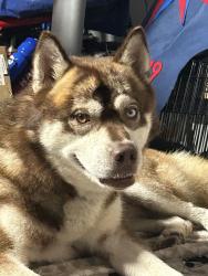 Found/Stray Male Dog last seen 182nd and Western, Torrance, CA 90504